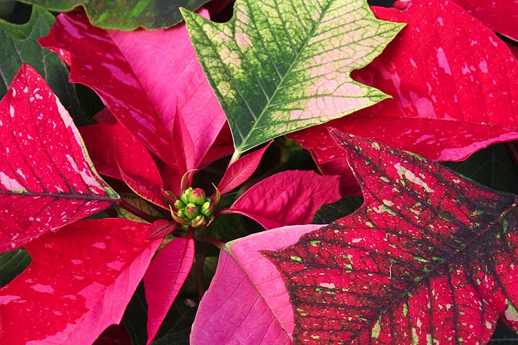 Interesting Poinsettia